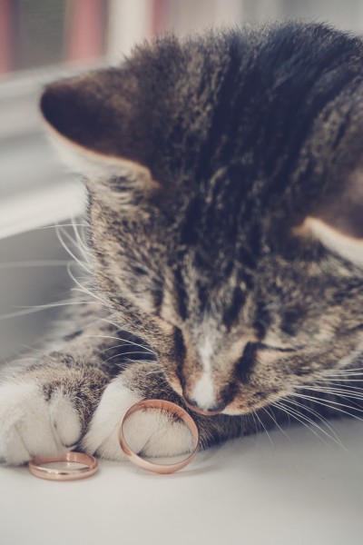 Portrait gray cat is lying next to wedding rings