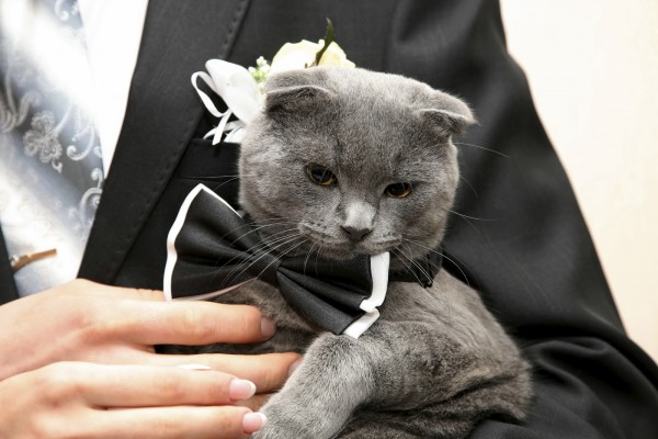 cat in a wedding dress in the hands of the groom closeup