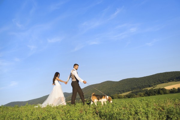 Bride and groom walk their beagle dog in the green field.