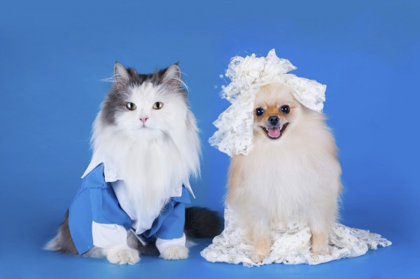 wedding photo of a cat and dog