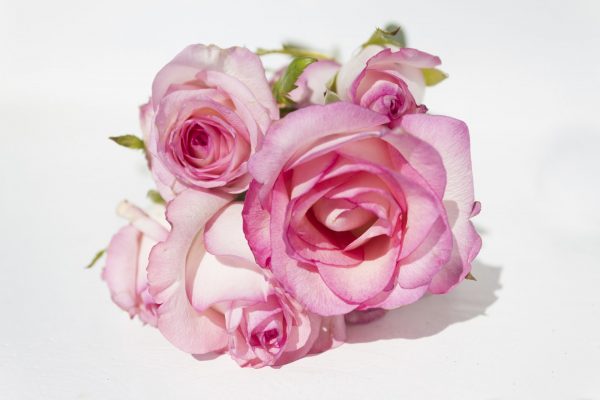 bunch pink roses on white background - copy space