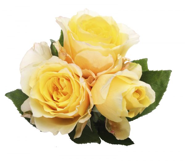 Pictured a bouquet of roses in a white background.