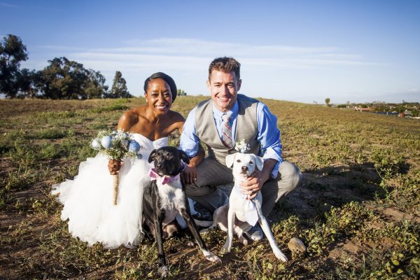 An attractive and diverse couple together on their wedding day with their dogs
