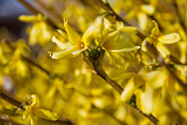 Bush yellows of yellow spring flowers in the park